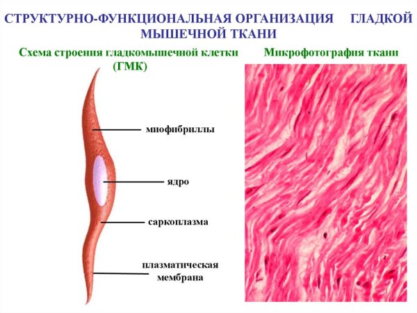 Структурно-функциональной единицей гладкой мышечной ткани служит