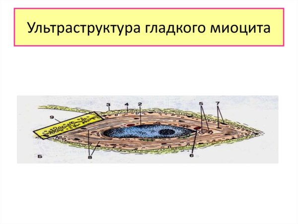 Структуры мышечной клетки