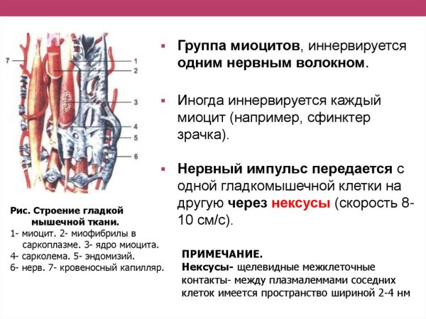Мышечная ткань миоциты