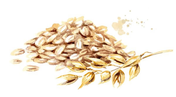 Овсянка колосья на белом фоне