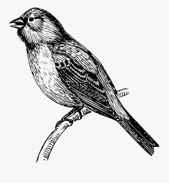 Воробей черно белый