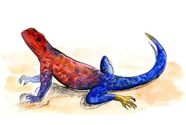 Кавказская агама рисунок