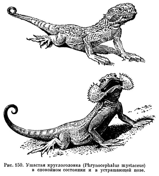 Ушастая круглоголовка агама