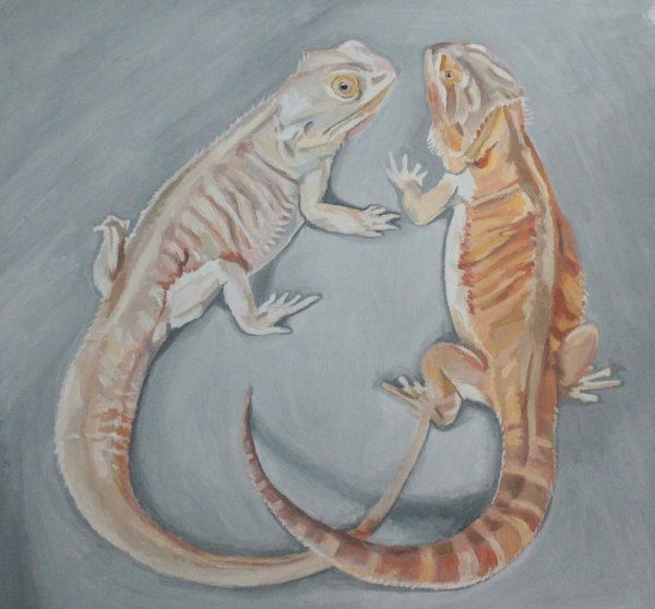 Бородатая агама рисунок