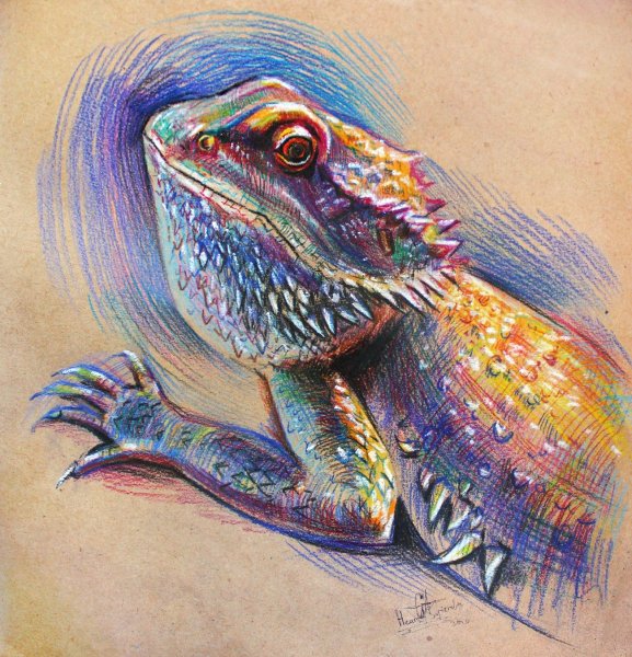 Бородатая агама акварелью