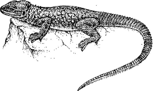 Кавказская змеи агама