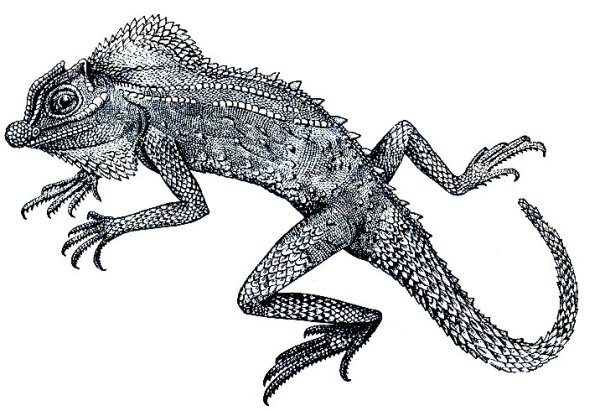 Шишконосная агама