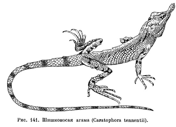 Шишконосная агама