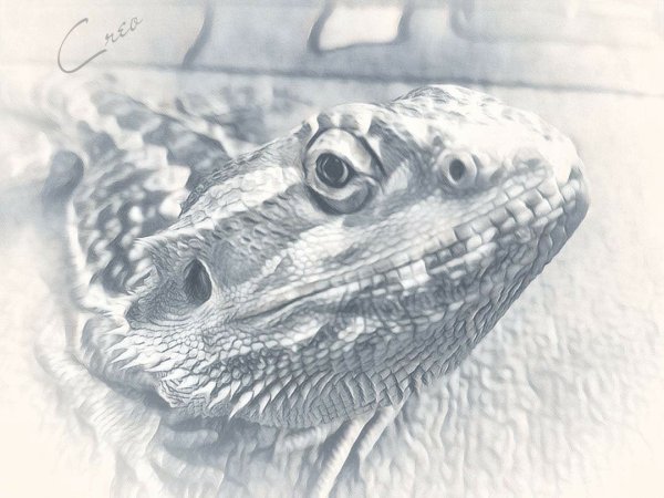 Бородатая агама арт