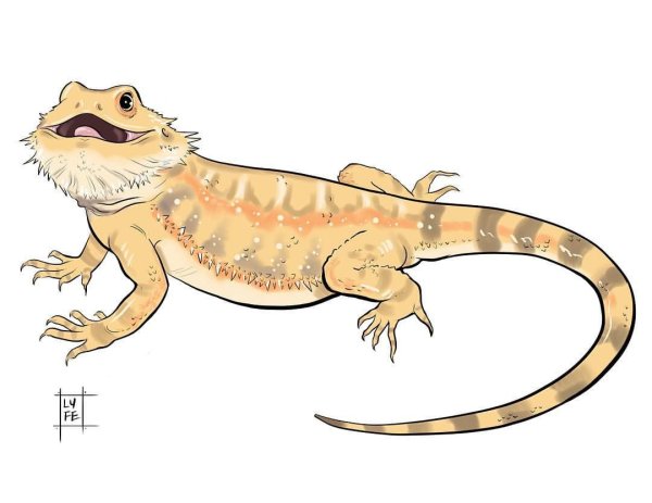 Геккон-дракон арты