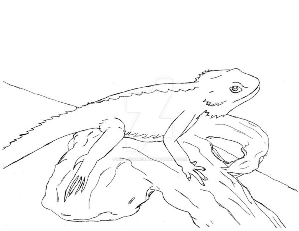 Бородатая агама