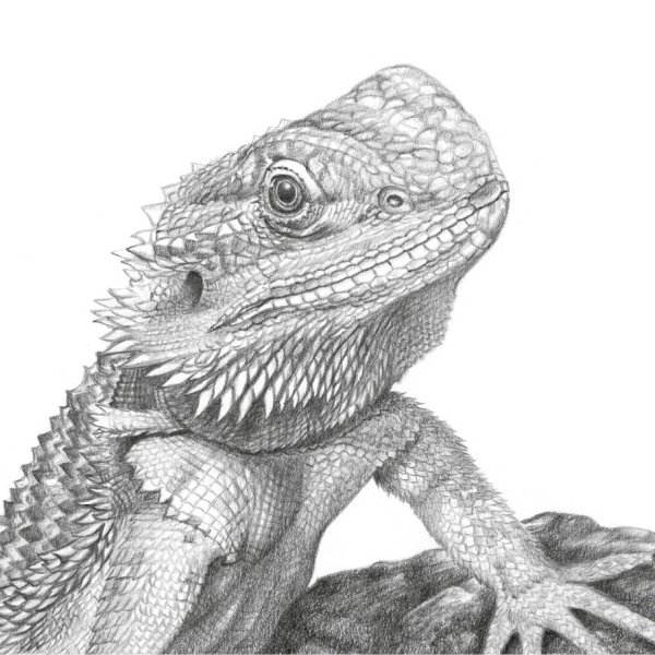 Бородатая агама нарисовать