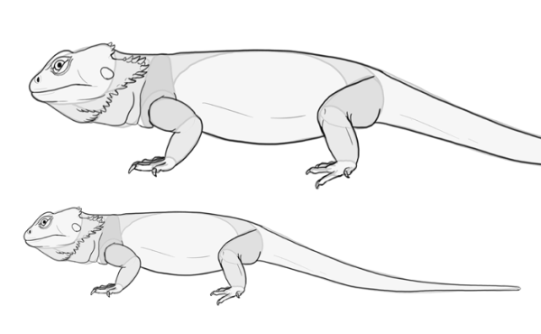 Бородатая агама раскраска