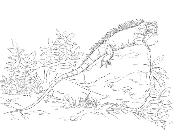 Игуана раскраска