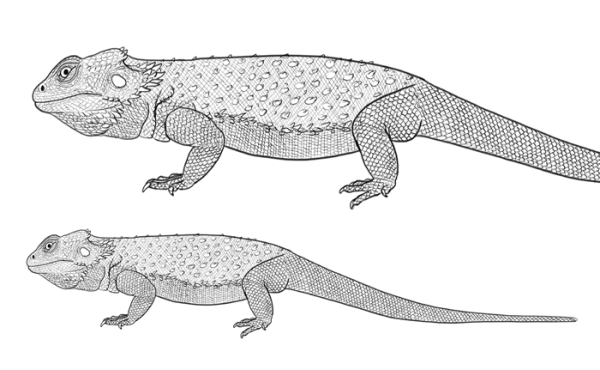 Бородатая агама