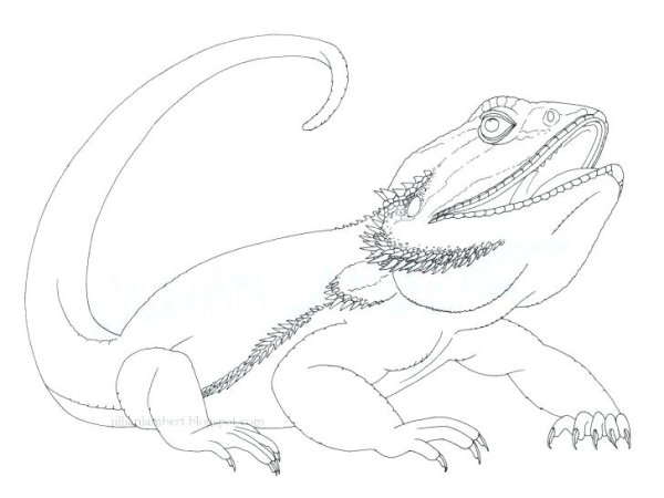 Раскраска ящерица бородатая агама
