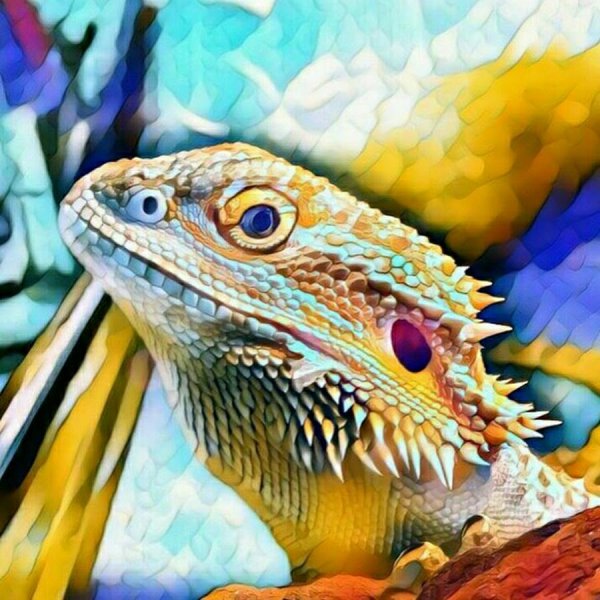 Цветная агама