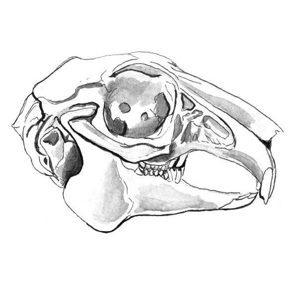 Зайчик с черепом