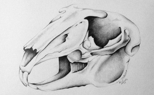 Череп кролика спереди