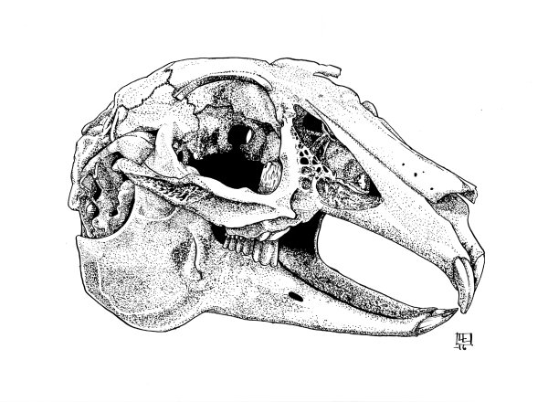 Череп зайца эскиз