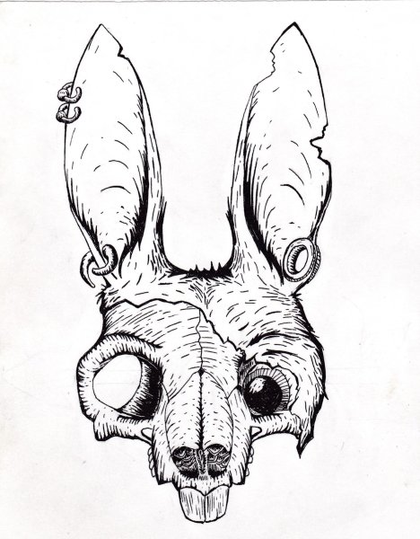 Строение черепа кролика