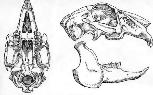 Гуристас кролик