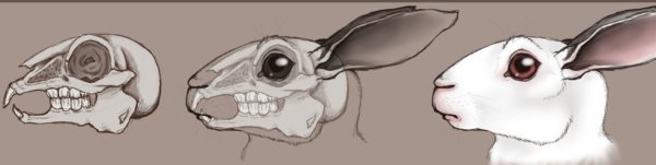 Злой кролик череп