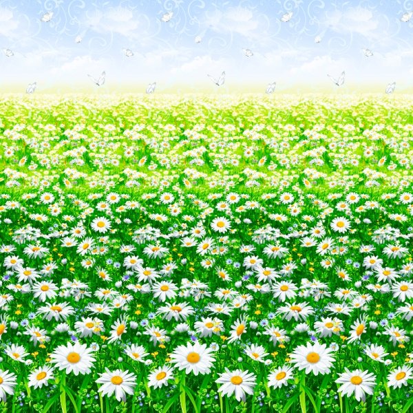 Бязь премиум Ромашковое поле