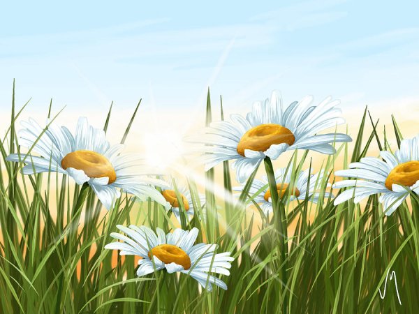 Пейзаж с ромашками