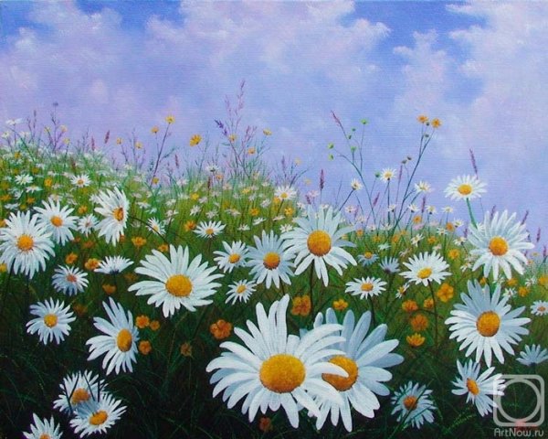 Картина ромашки в поле