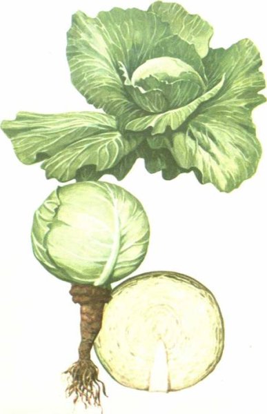 Капуста раскраска