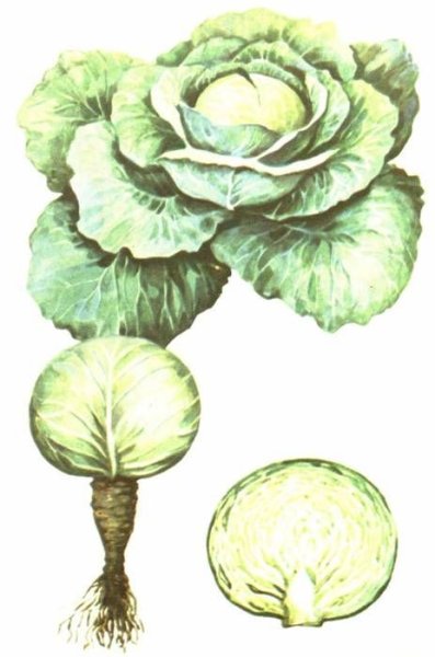 Подсемейство капусты белокочанной