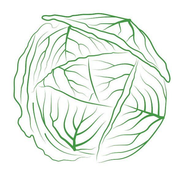 Капуста Огородная гербарий