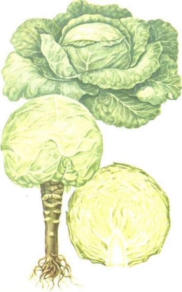 Плод капусты белокочанной