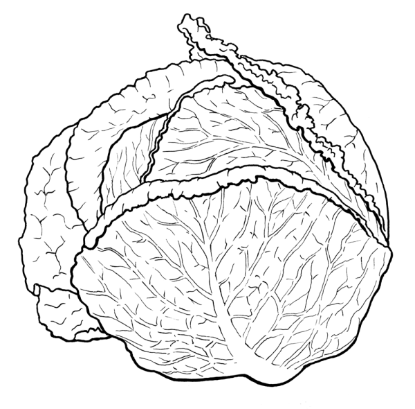 Капуста рисунок для детей