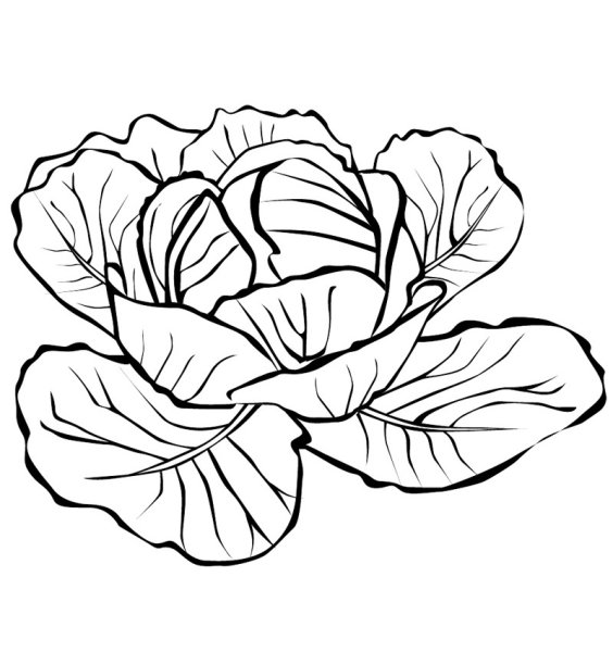 Капуста кочанная ботаника