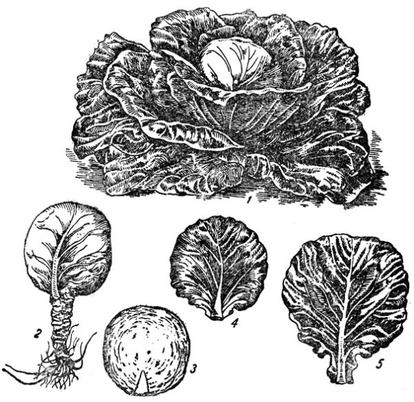 Кочанный рисунок