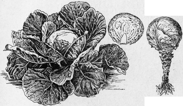 Капуста белокочанная вектор