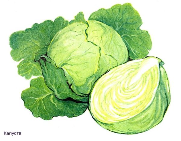 Овощи акварелью