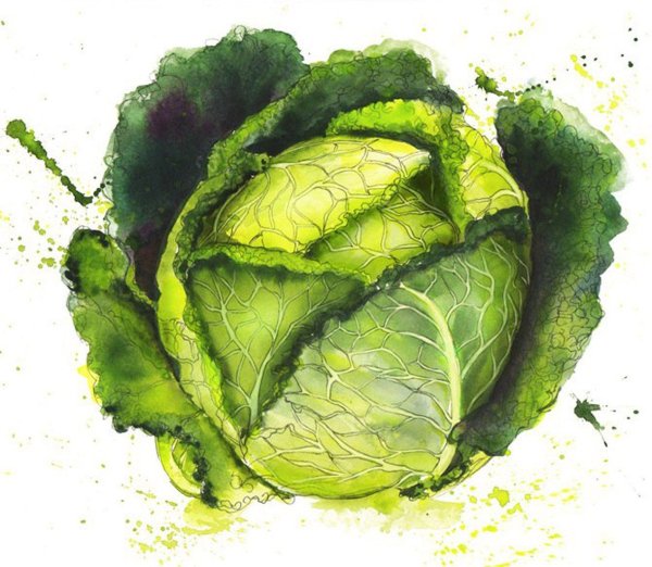 Капуста вектор