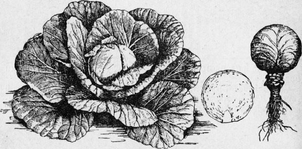 Капуста мультяшная