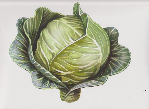 Детские стишки про капусту