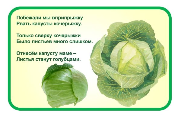 Савойская капуста вектор