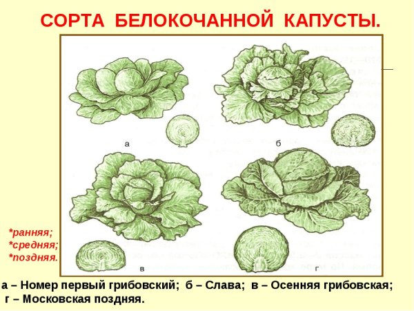 Кочан капусты вектор