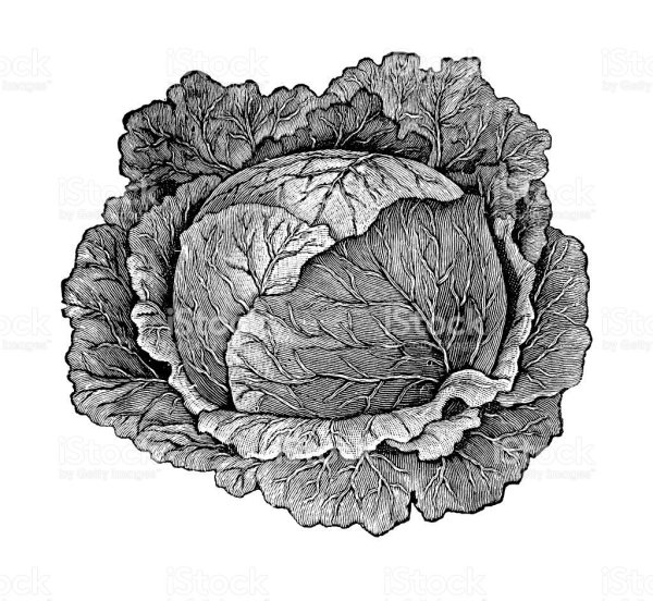 Ребенок в капусте