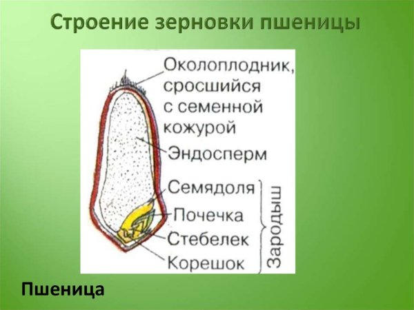 Строение семени зерновки пшеницы