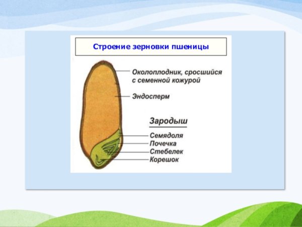 Строение зерновки пшеницы 6 класс биология