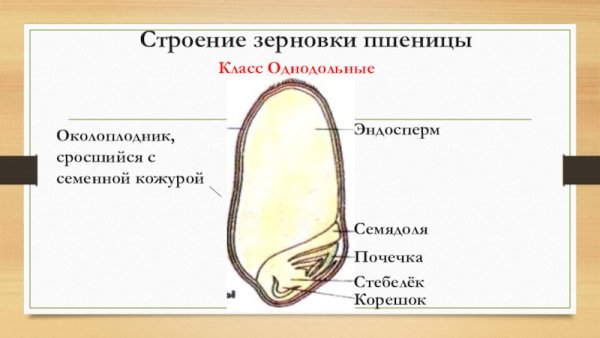 Схема строения зерна пшеницы