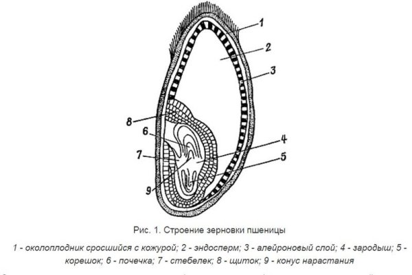 Плод Зерновка строение
