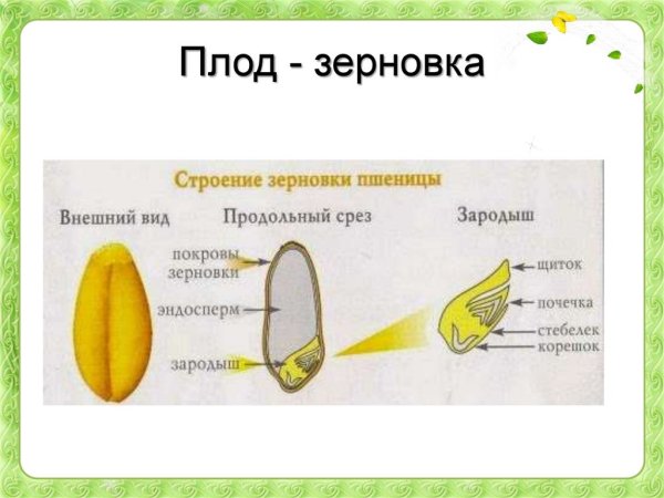 Строение зерновки злака